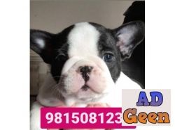 used 4 months old French Bulldog Male Puppy Available in Chandhigarh. CALL9815081234 for sale 